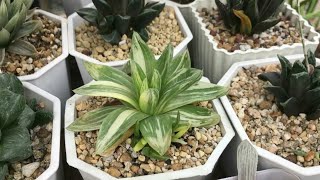 Rare Haworthia Succulents Collection [upl. by Rovit596]