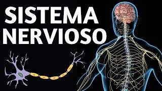 El SISTEMA NERVIOSO humano explicado cómo funciona y sus partes🧠 [upl. by Groark]