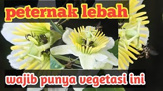 Vegetasi Pakan Lebah Andalan Musim Penghujan Peternak Lebah Klanceng Wajib Punya [upl. by Butch]