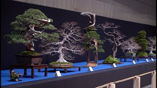 Trophy Bonsai Exhibition 2024 [upl. by Alisha]