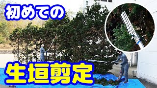 【藤原産業】初めての生垣剪定に挑戦便利な道具【電動バリカン】や【枝打ち鋸】が登場します [upl. by Kelci58]