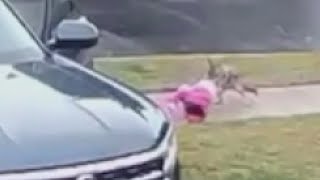 Coyote attacks toddler in Woodland Hills [upl. by Ehman524]