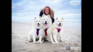 Balade à la plage avec les Samoyedes… [upl. by Berardo]