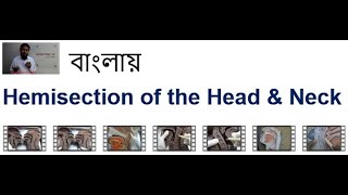 Hemisectionর ফেরিওয়ালা I OralNasal Cranial cavity আর Pharynxর কথা বলা I Waldeyers Ring ও হল বলা [upl. by Analise123]