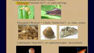 Invertebrate Diversity Part 2 Mollusks A Case Study [upl. by Jamnes]