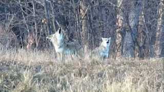 Pack of Howling Coyotes [upl. by Delora154]