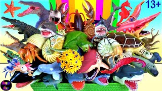 NEW 156 Sea Animals  Sharks Whales Fish Cephalopods Crustaceans Ray Turtle Shellfish 13 [upl. by Jamilla]