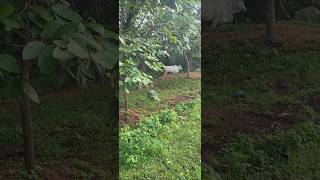 Cow grazing at forest cow gomatha cowvideos cowlover cows cowvideo animals animallover [upl. by Ennaeilsel]