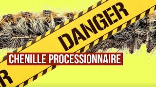 Les dangers des chenilles processionnaires Le cycle de la chenille processionnaire du pin [upl. by Netaf217]