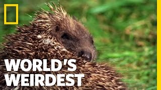 Hedgehogs Love Poisons  Worlds Weirdest [upl. by Golub]