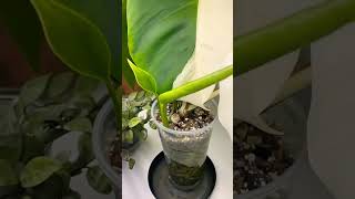 Propagation in steam plants soillove beautiful soil garden soilpot soiltypes farming [upl. by Alyal]