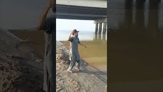 New fishing update at pak patan bridge  chenab river  2192024 amazing fishing point fishing [upl. by Ulrica278]