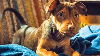 A Dogs Way Home 2018  Big Kitten Scene 210  Movieclips [upl. by Myrna]