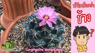 ทำไมถึงเรียกต้นนี้ว่า quotช้างquot Coryphantha elephantidens  MookCactus [upl. by Christye]