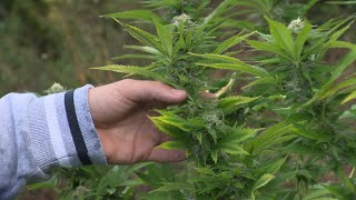 Charente  CBD Charentais cultive du cannabis en toute légalité [upl. by Annekam]