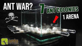 7 ANT COLONIES in 1 ARENA ANT WAR or JOIN FORCES [upl. by Dallon]