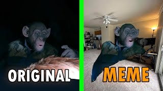 Oh no monkey Original Vs Meme  Bad Ape “OH NO” Meme [upl. by Haidabej]