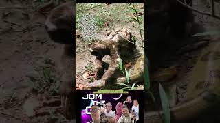 SLOTH NONCHALANTLY WALKS OVER ANACONDAS HEAD LIKE ITS NOTHING wildlife animals thuglife shorts [upl. by Furr]