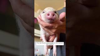 This man found a weak piglet on the road and then raised it animalshorts shortvideo piglet [upl. by Ahsiadal]