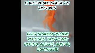 Curiosidades sobre os Kinguios [upl. by Ilyssa]