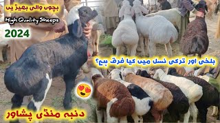 Dumba Mandi Peshawar Today New Updates 18012024  Turkey amp Balkhi SHEEP Difference  Izhar Ali [upl. by Aneleasor]