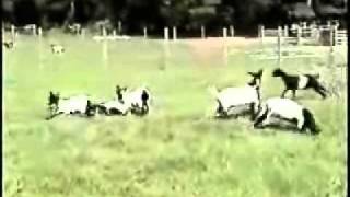 fainting goats  VERY FUNNY [upl. by Ahsienom769]