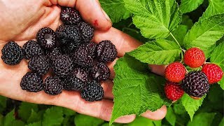 BLACK RASPBERRIES Everything You Need To Know [upl. by Nerissa]