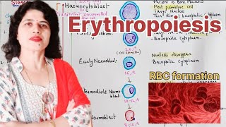 Erythropoiesis l Site l Stages of development l Factors affecting erythropoiesis bloodphysiology [upl. by Lepper904]