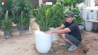 Want a BEAUTIFUL Planter Watch This Aroid Palm and Arum Fern Showdown Now [upl. by Razec403]