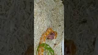 snake feedings snakeanimallover animalloversfrozenratcrazy [upl. by Vitus]