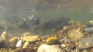 Salmon spawning and sneaky jacks [upl. by Jaunita]