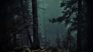 Forte Pluie En Forêt La Nuit  Sommeil Détente Etude Insomnies Acouphènes Spa 🎧 1 Heure [upl. by Lauri]