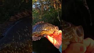 Giant Warmouth Sunfish Fishing in Black Water Creek fishing angling Warmouth outdoors explore [upl. by Oswal965]