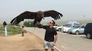 Searching4Sam • Holding a Cinereous Vulture Mongolia [upl. by Resa982]