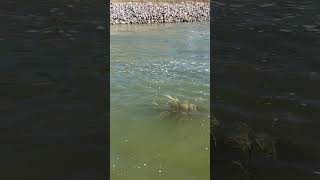 Summertime Bass Fishing on Joe Pool Lake [upl. by Shaylyn488]