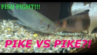 AFRICAN PIKE VS PIKE CICHLID FISH FIGHT FISH ATTACK [upl. by Eilrebma]