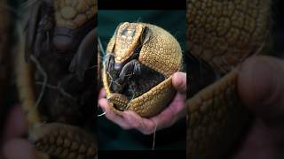 Did YOU KNOW this about the NineBanded Armadillo❓ shorts [upl. by Ahk]