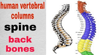 vertebral columnsspineback bonestypes of vertebrashow much vertebras are therehuman vertebras [upl. by Medor]