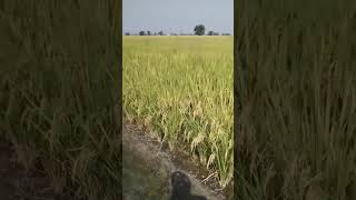 ਨੀਤਾਂ ਨੂੰ ਮੁਰਾਦਾਂshortvideo pindawalajatt farming wmk subscribe [upl. by Lotsyrc]