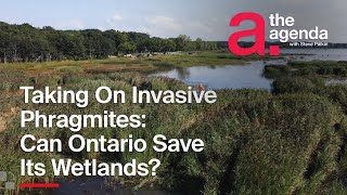 Can Ontario Stop Invasive Phragmites Chokehold on Wetlands ONsite [upl. by Noemys]