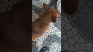 Cachorrinho caramelo bonitinho [upl. by Evreh667]