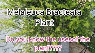 Melaleuca Bracteata plant l uses of the plant l beautiful nature [upl. by Derna184]