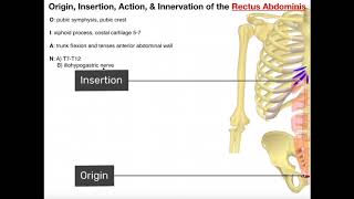 Abdominal Muscles  Origins Insertions Innervations Actions [upl. by Nahaj775]