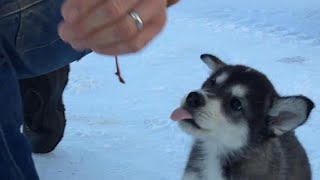 Raising Sled Dogs Episode 1 [upl. by Frasquito]