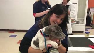 CSU Veterinarians Help more than 100 Pets at Denver Health Clinic [upl. by Pope]