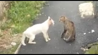 CATS FIGHTING WITH SOUND [upl. by Ettedranreb]