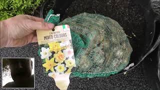 Planting100 Mixed Daffodil Bulbs in Our Belfast Garden 5th Oct 2023 [upl. by Cinda]