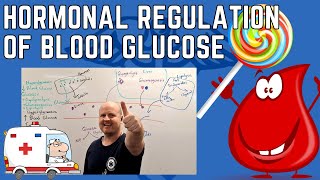 Hormonal Control of Blood Glucose Hyperglycaemia and hypoglycaemia Glucagon and Insulin [upl. by Idelle967]