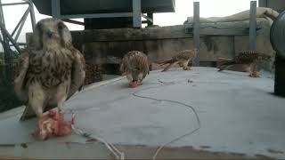 4  kestrels eating  Meer s falcon [upl. by Atem855]