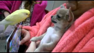 Funny Chihuahua playing with parrotСмешной Чихуахуа играет с попугаем [upl. by Ellainad352]